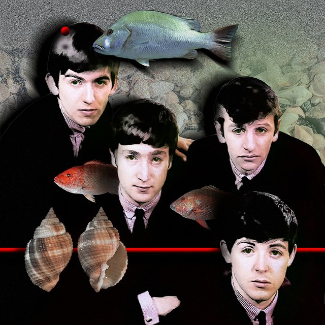 The Beatles - slika Zorana Mujbegovica